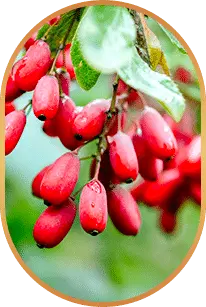 Liv Pure Ingredients