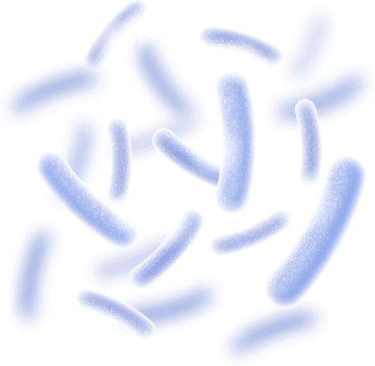 Lactobacillus Reuteri