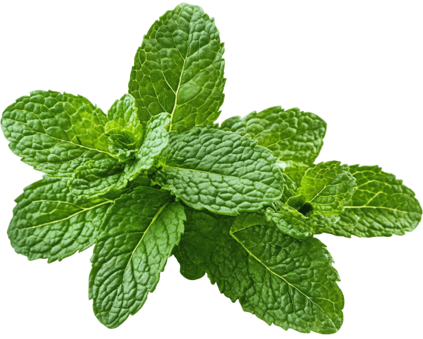 Peppermint Extract